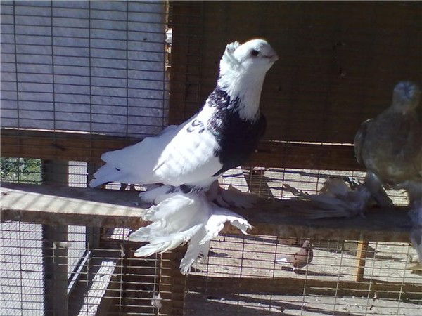 Дмитрий Титлинов