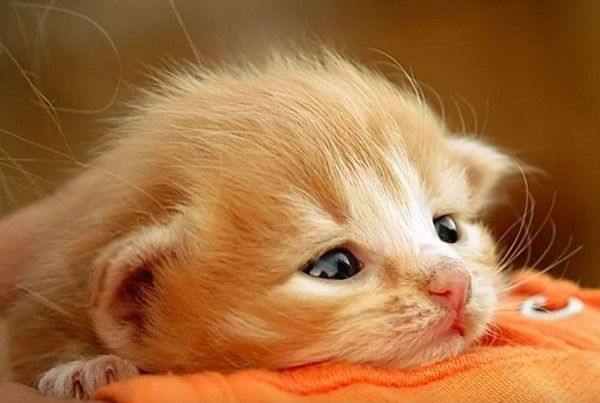 Валерия Атмажар