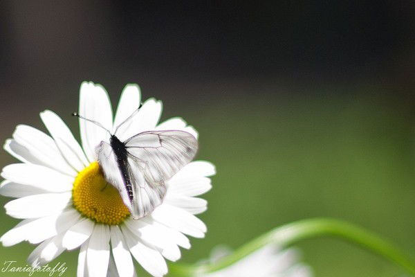 Алексей Седов