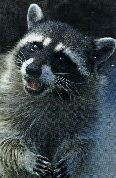 Владимир Антропов