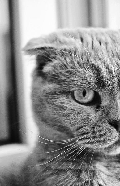 Ева Реброва-Адамова