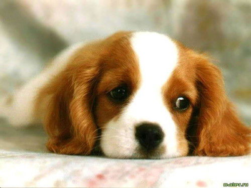 Ольга Захарова