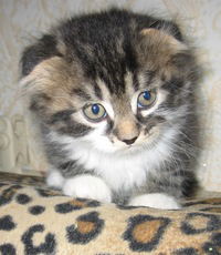 Илья Тарасов