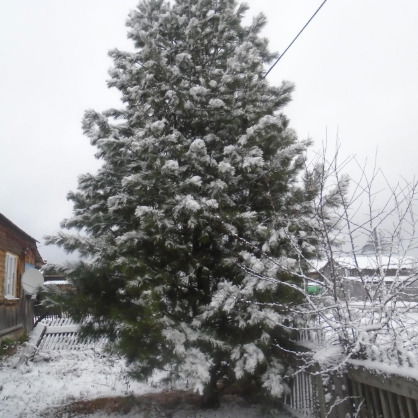 Наташа Уткина