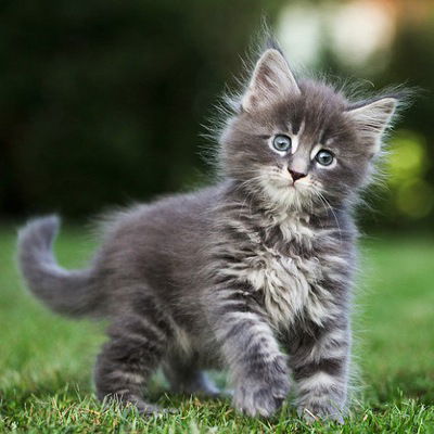 Светлана Собко