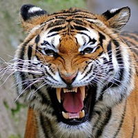 Александр Воробьёв