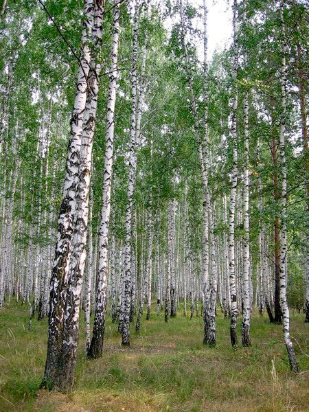 Миляуша Маматова