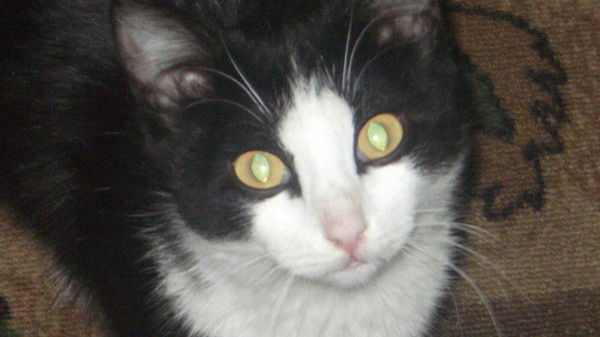 Евгений Сергеев