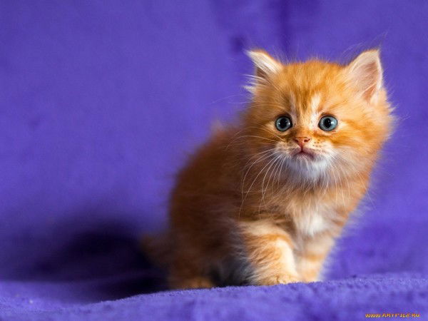 Котенок Tctv,tr