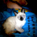 Леха Кот