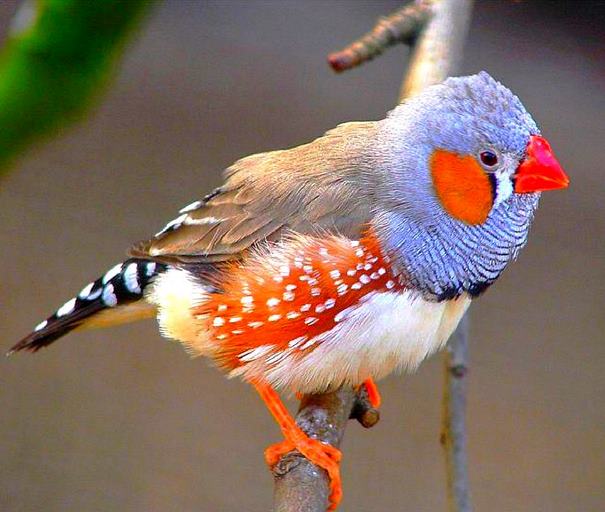 Какаду Галицкого