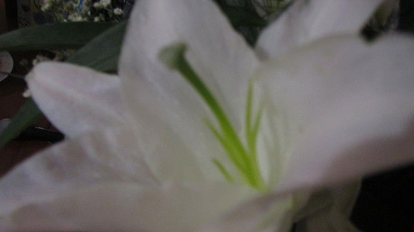 Рушания Тинчурина