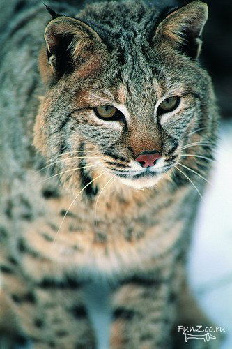 Ремонт Обуви