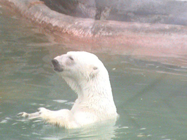 Владислав Бельков