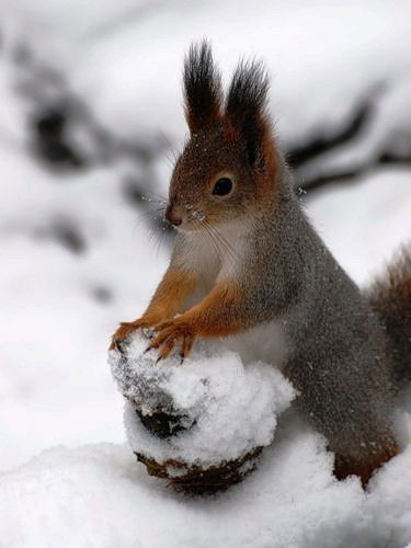 Новоселова Валентина