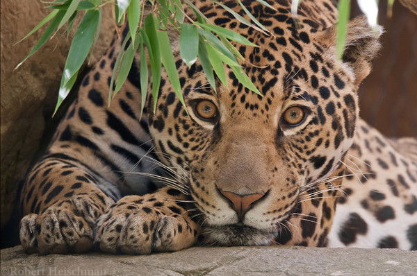 Роза Валетдинова