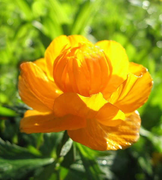 Галина Ларина