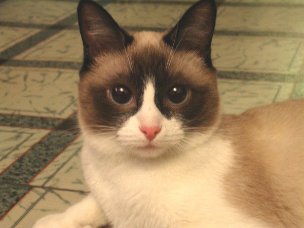 Елена Ракитина