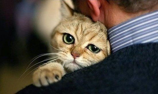 Виктор Кошкин