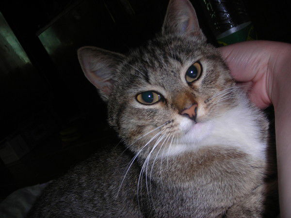 Александр Ветхов