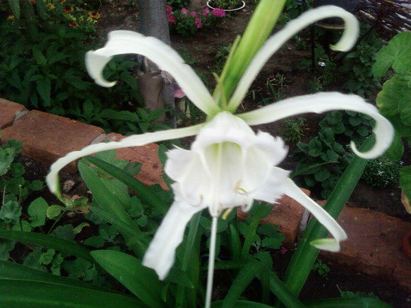 Елена Шашкова