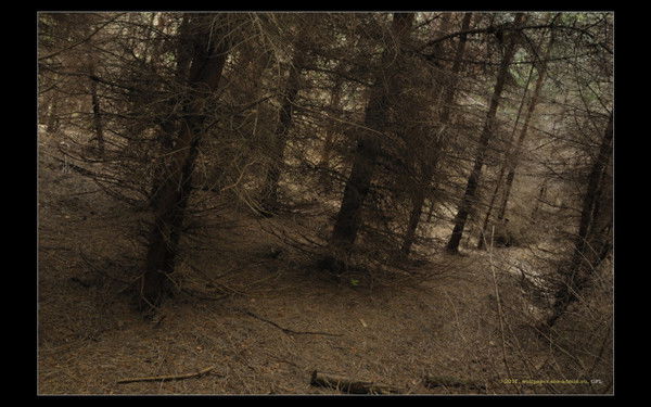 Оксана *******