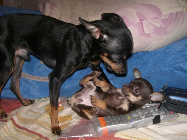 Ольга Шкурко