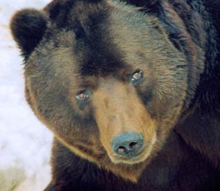 Алексей Чернобаев