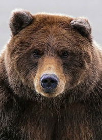 Иннокентий Холод