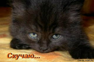 Светлана Николаева