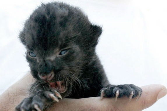 Анастасия Кузнецова