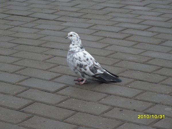 Ирина Дуброва