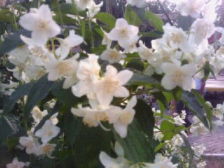 Светлана Шабанова