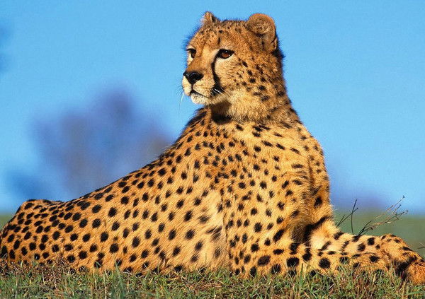 Андрей Кулибаба