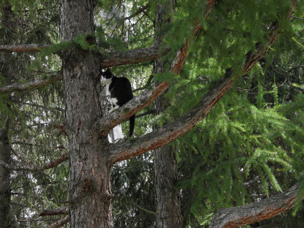 Эльвира Айткулова