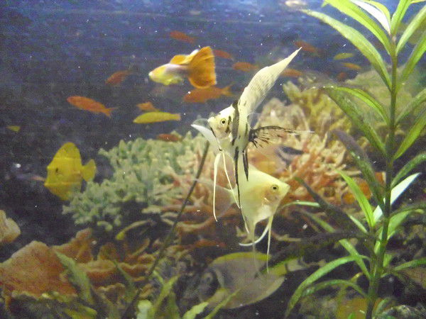 Людмила Чумакова