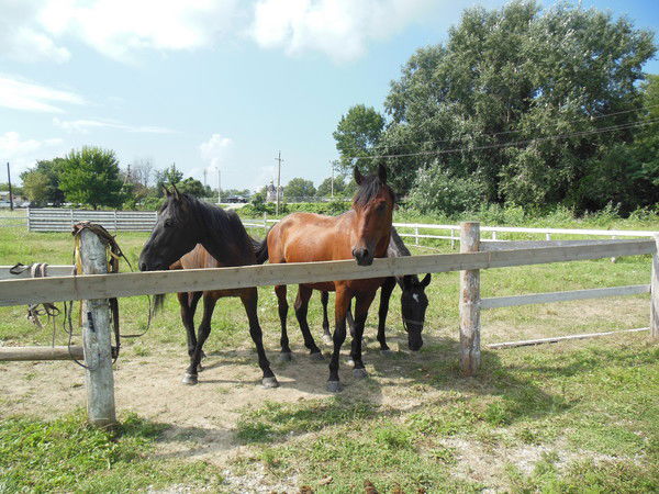 Аня Никулина