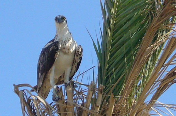 Инна Грахова