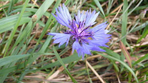 Лидия Коршунова