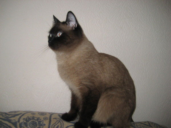 Александр Пахоленко