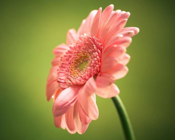 Группа 12/272-Зд Дошкольники