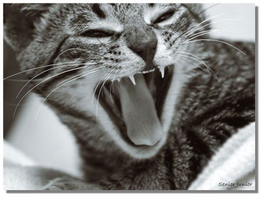 Юлия Загорская