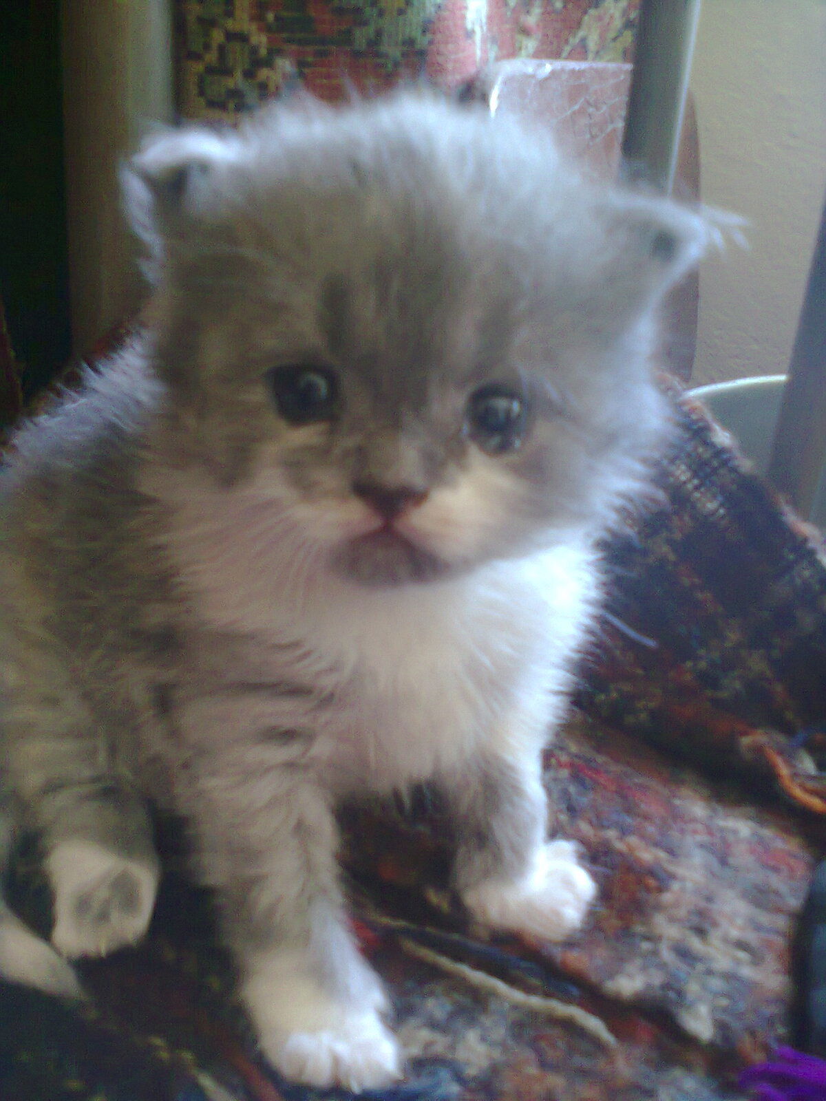 Светлана Денисенко