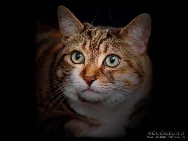 Елена Мишина