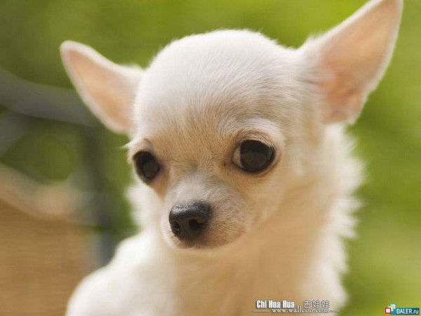 Мусит Абдулмажидова