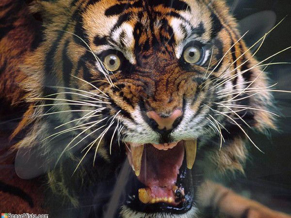 Сергей Сидоров