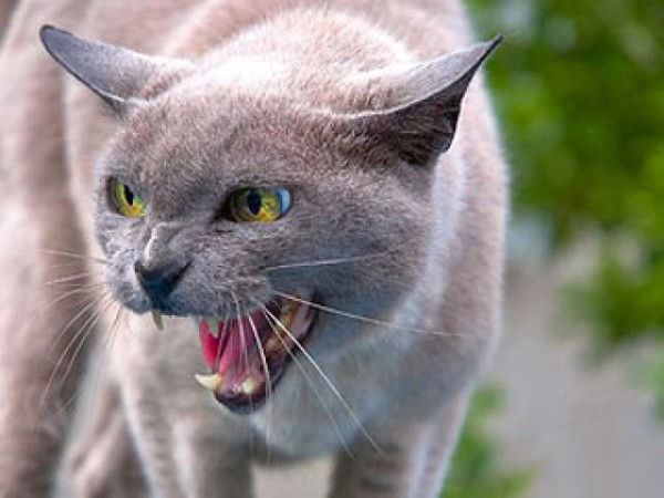 Юрий Варфоломеев