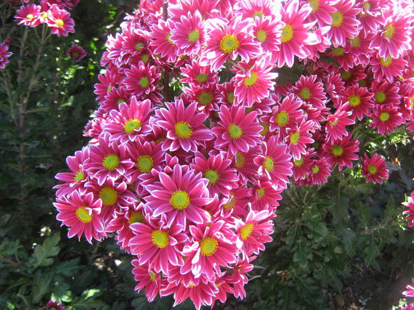 Виктория Бык