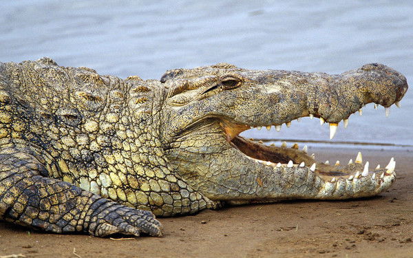 Гена Лёг На Гальку