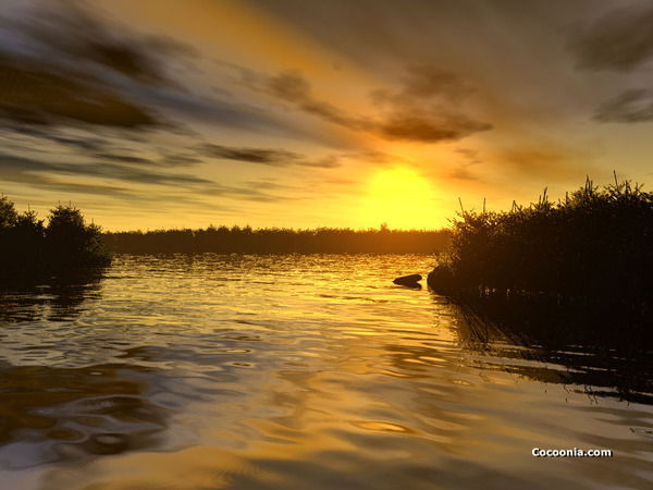 Елена Тимошенко